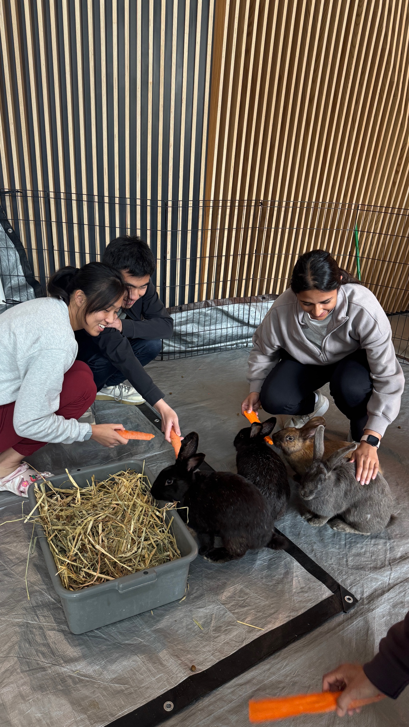 Therapeutic Bunny Experience Image 3