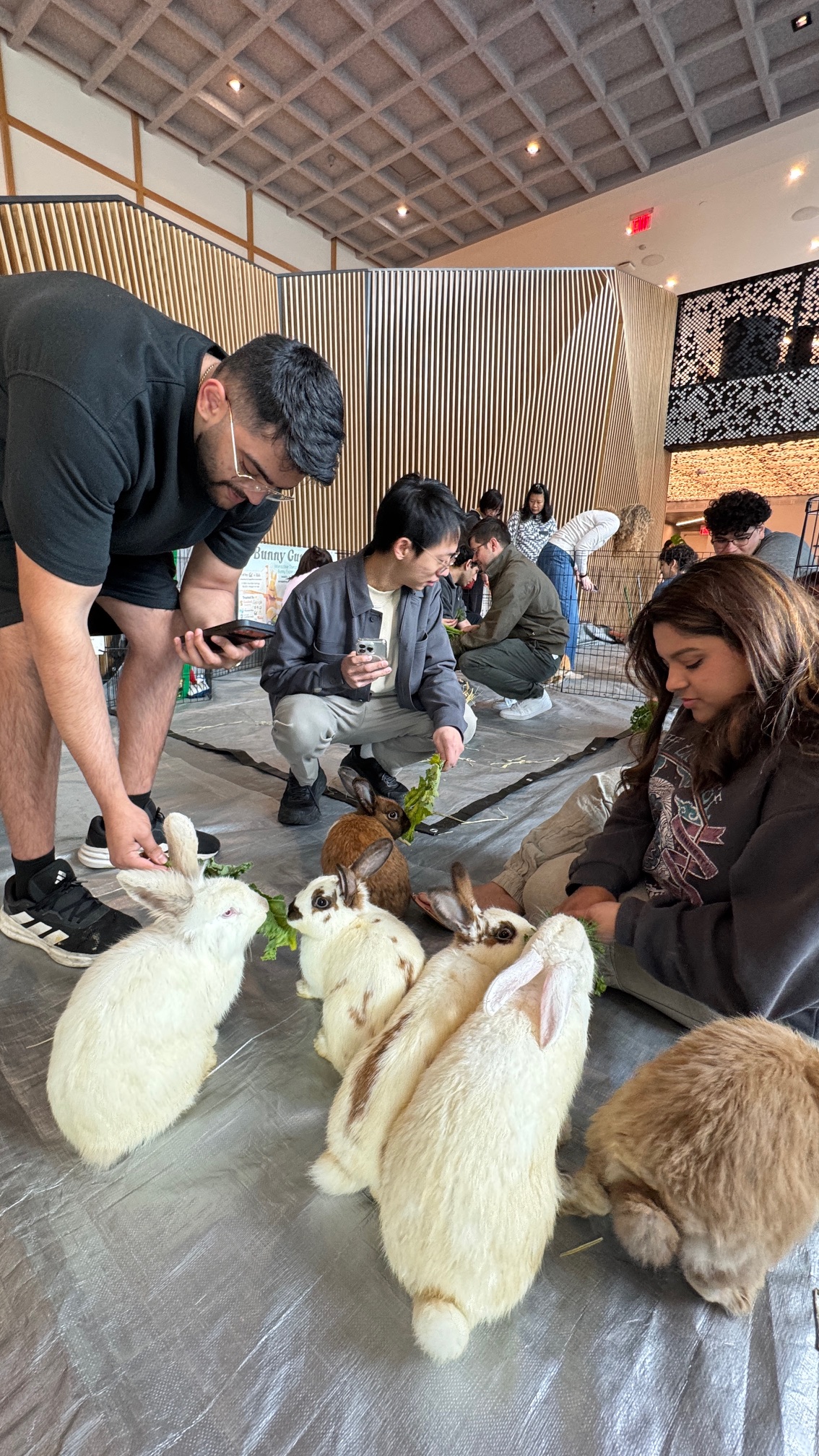 Therapeutic Bunny Experience Image 4