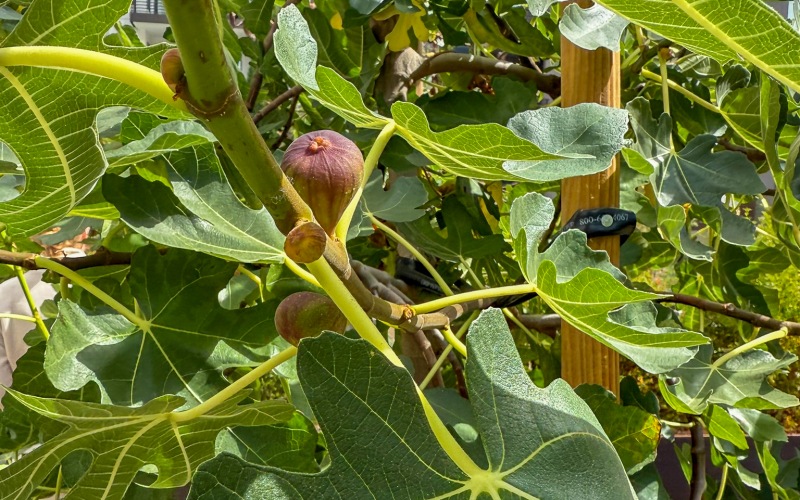 Gardens and Zen Courtyards Gardens and Zen Courtyards
