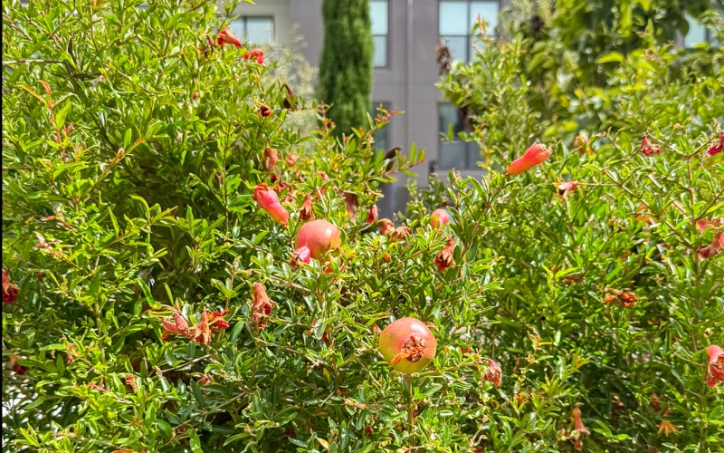 Gardens and Zen Courtyards Gardens and Zen Courtyards