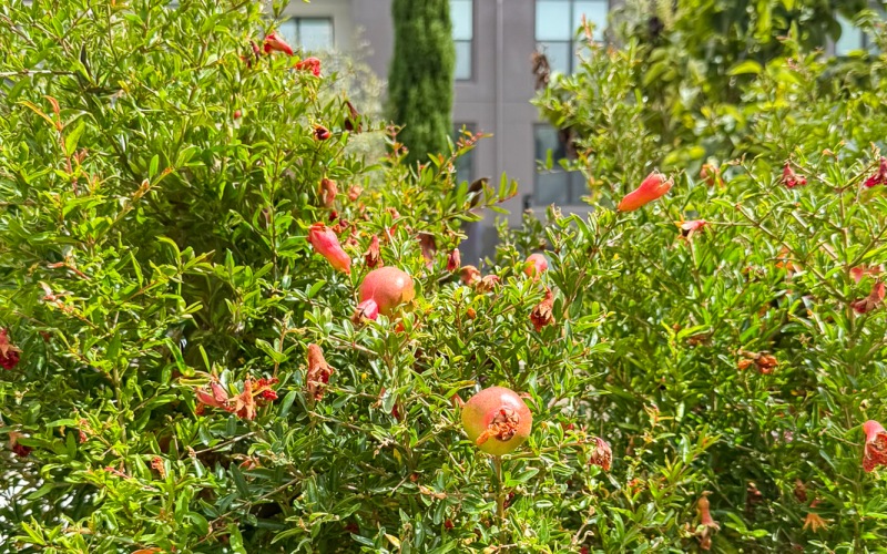 Indoor and Outdoor Harvest Indoor and Outdoor Harvest