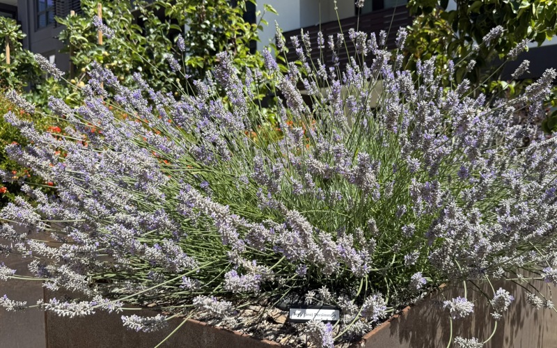 Indoor and Outdoor Harvest