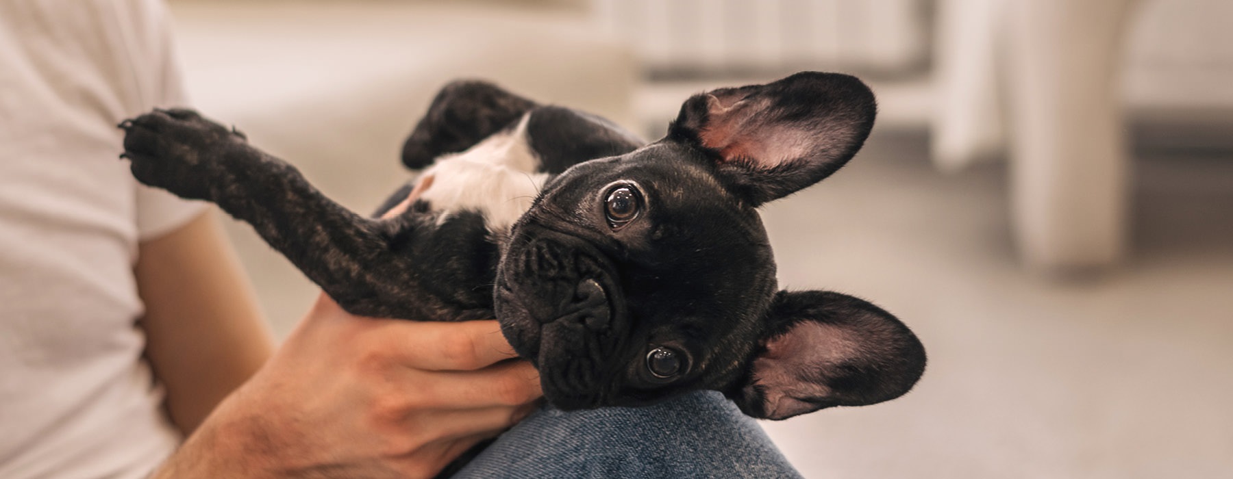 a person holding a dog