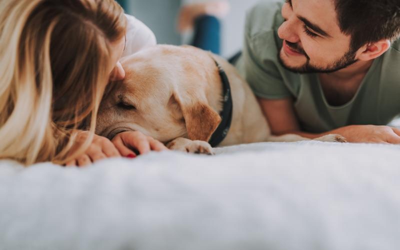 A man and a woman looking at a dog on a bed at Sevens luxury apartments in Mountain View, CA