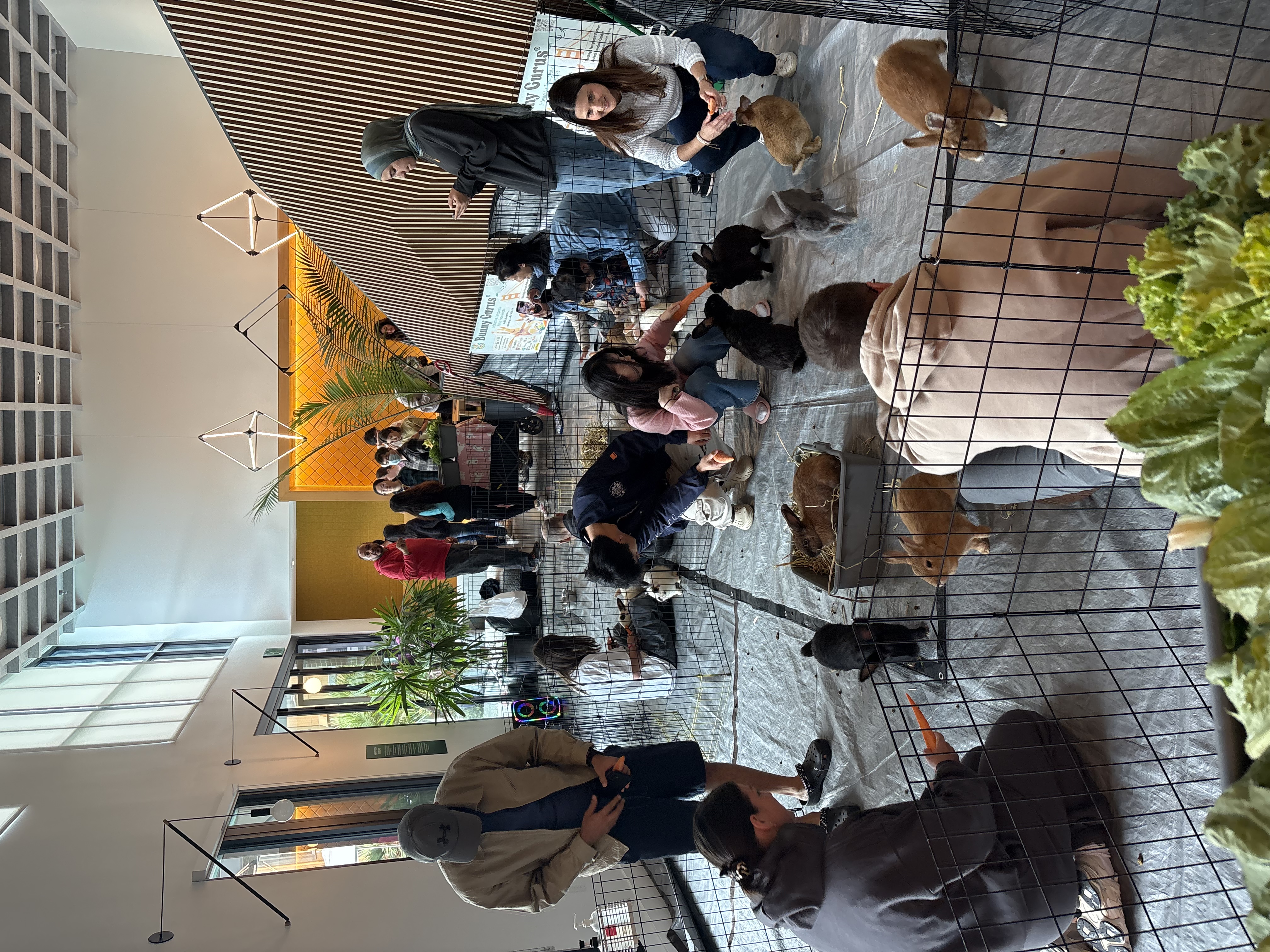 Therapeutic Bunny Experience Image 1